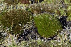 Centrolepis ciliata, two cushions flowering in an alpine bog at Arthurs Pass.
 Image: K.A. Ford © Landcare Research 2013 